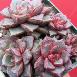 Echeveria purpusorum   Red
