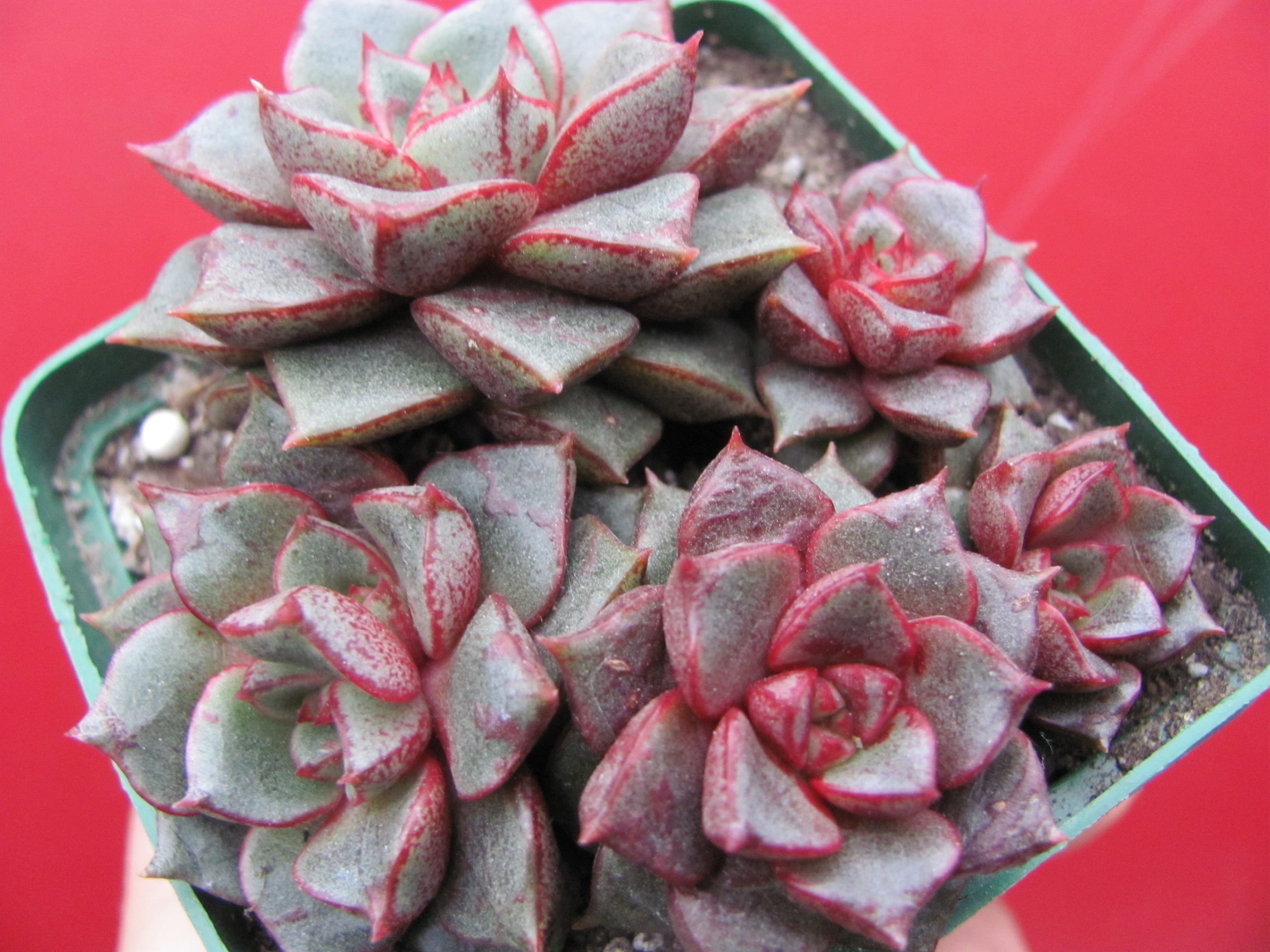 Echeveria purpusorum   Red