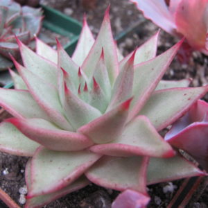 Echeveria   agavoides Aguamarin