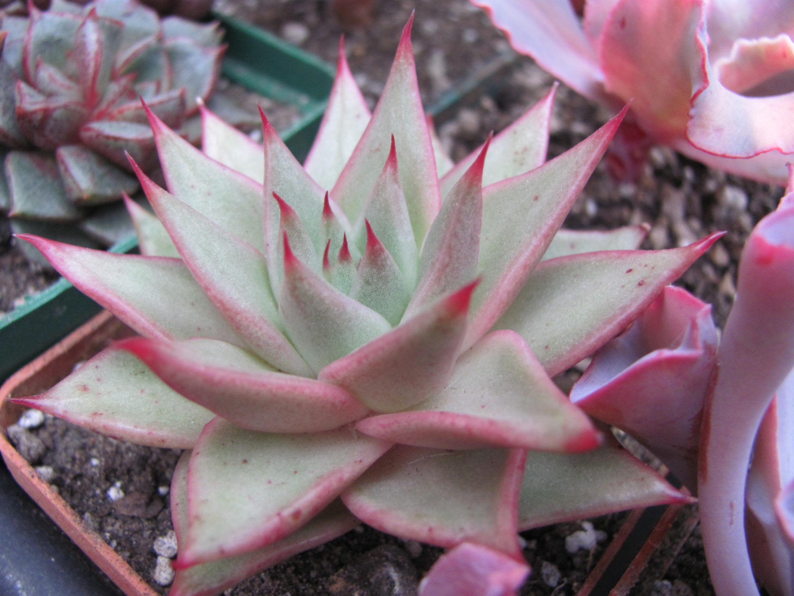 Echeveria   agavoides Aguamarin