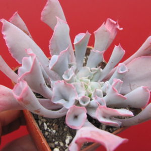 Echeveria    Trumpet Pinky