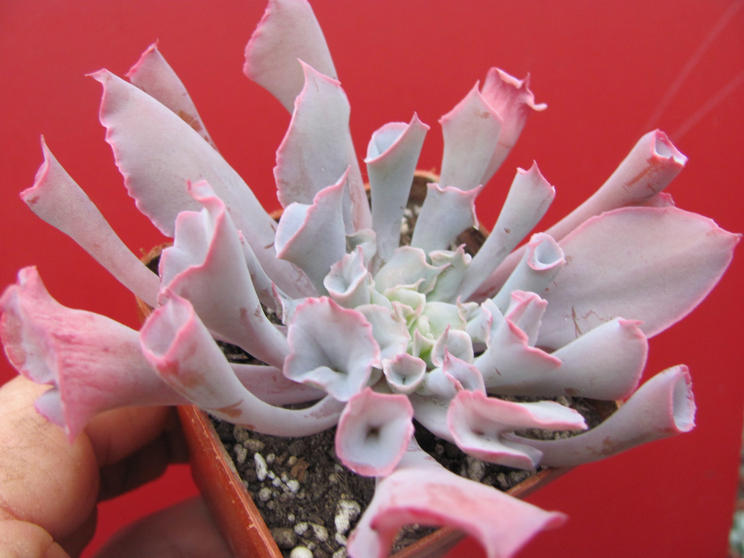 Echeveria    Trumpet Pinky