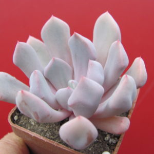 Echeveria Cupid