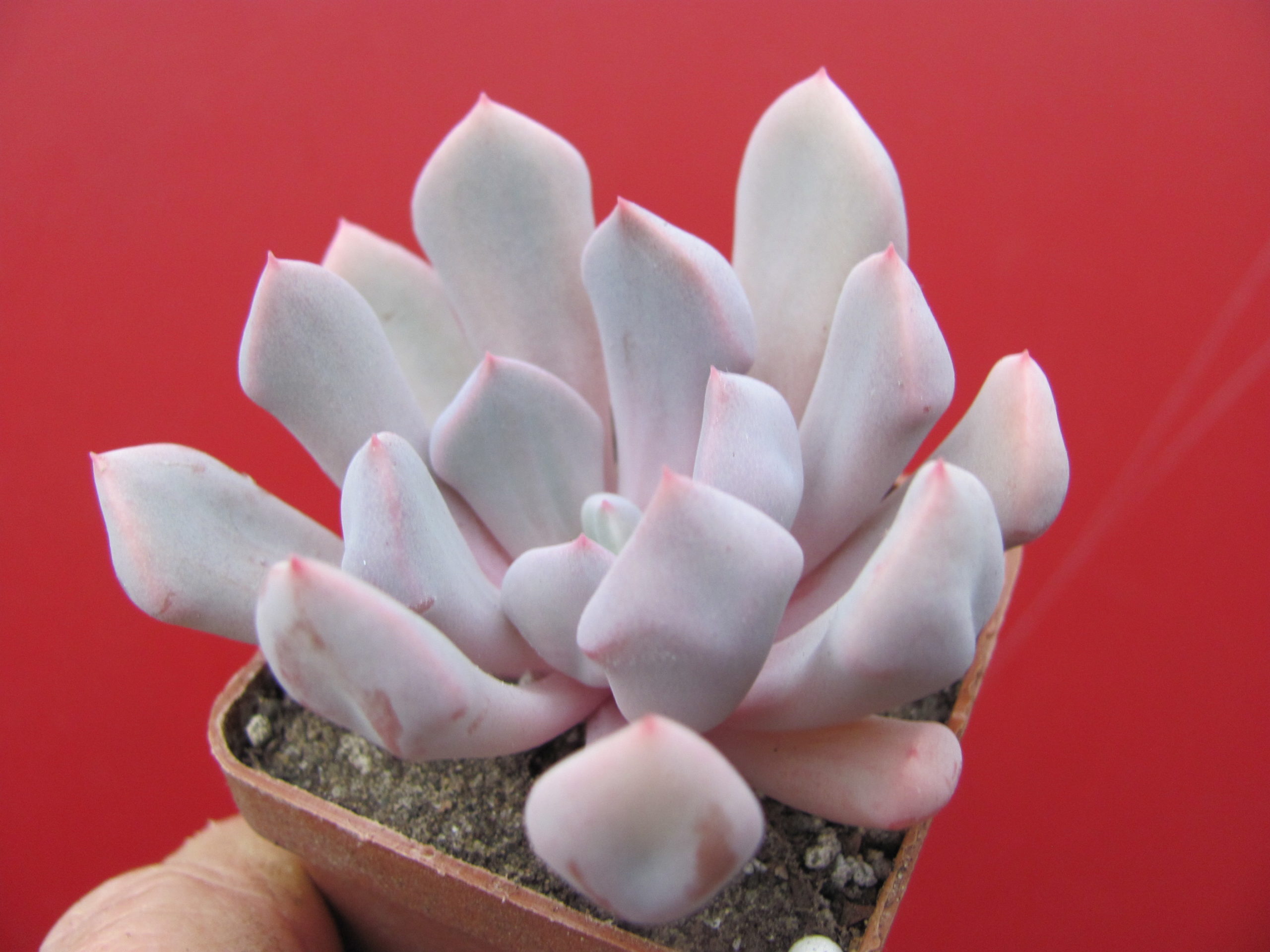 Echeveria Cupid