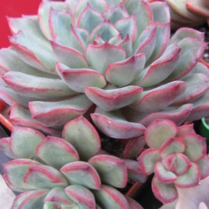 Echeveria  hybr.   #10
