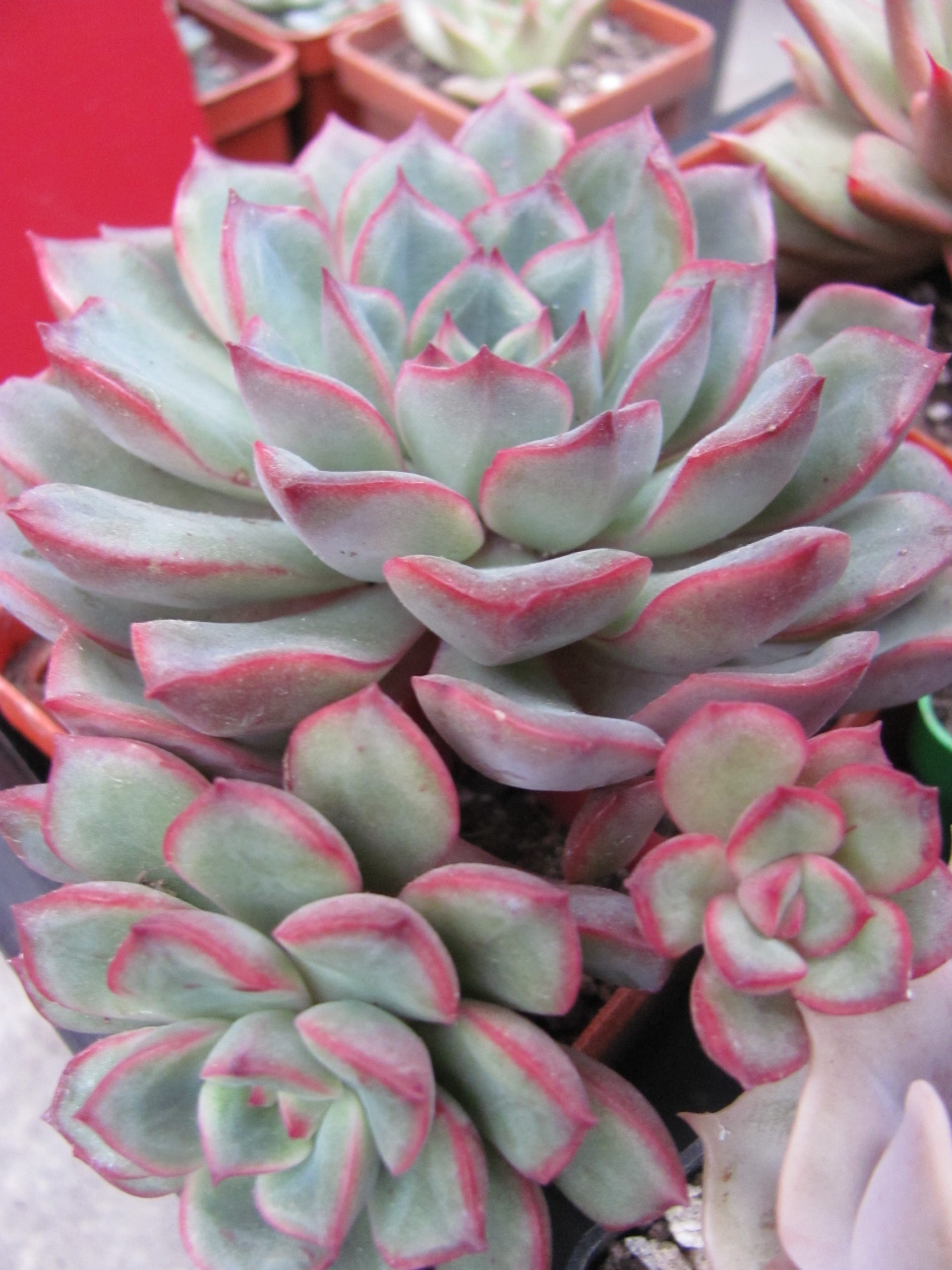 Echeveria  hybr.   #10