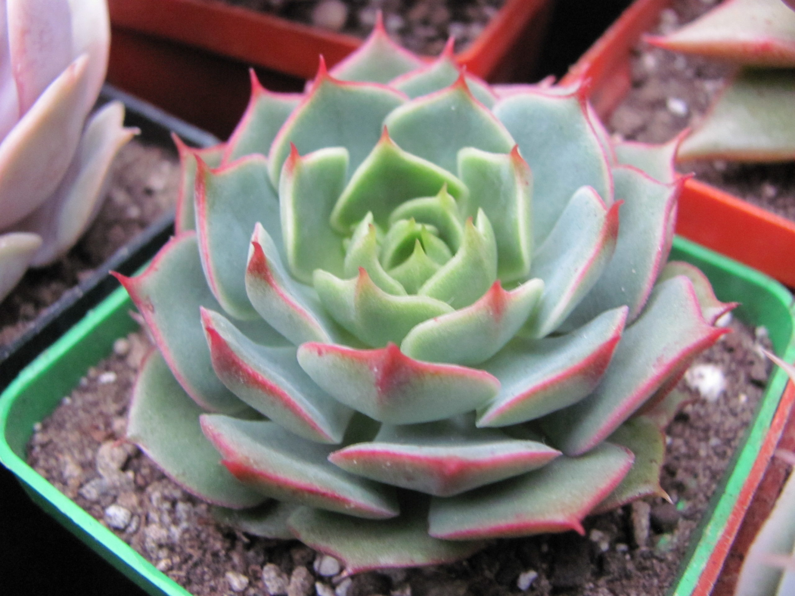 Echeveria   Ramillete