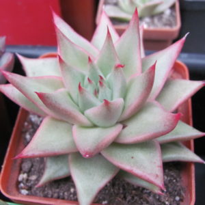 Echeveria    agavoides    Aguamarin
