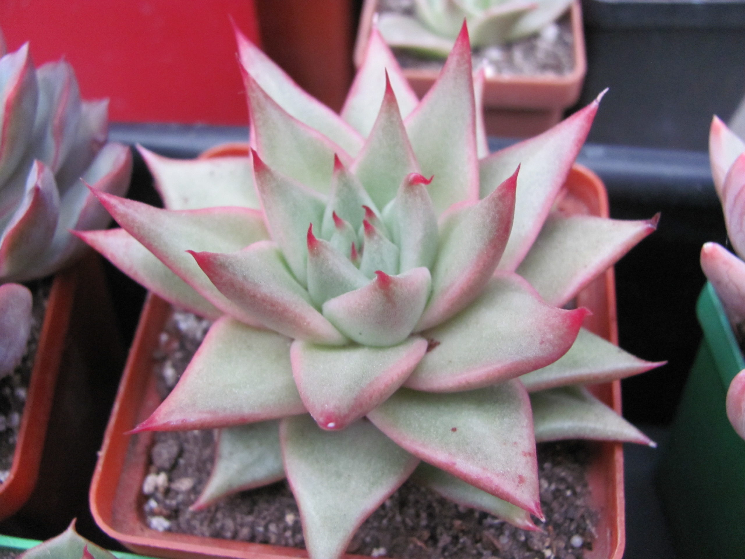 Echeveria agavoides Aguamarin