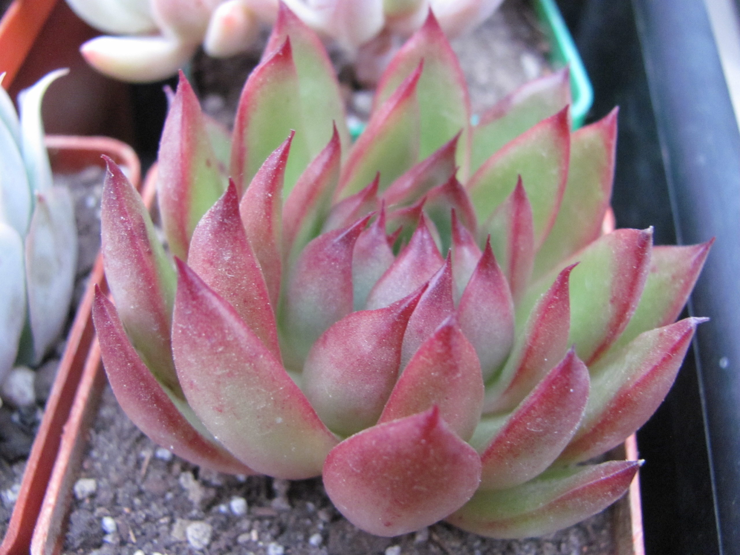 Echeveria agavoides   Christmas