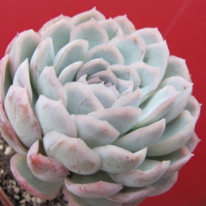 Echeveria  Snow Ball