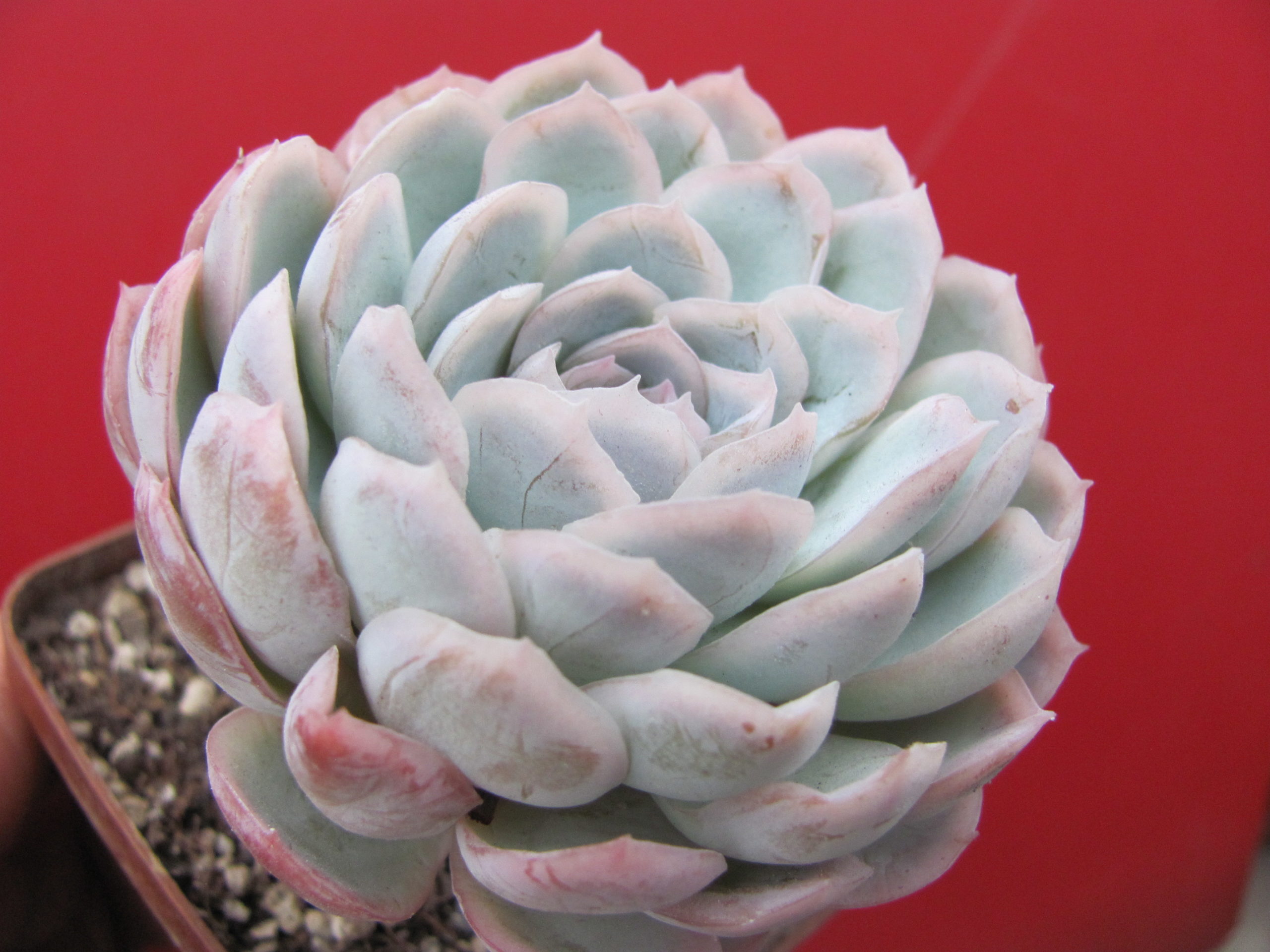 Echeveria  Snow Ball