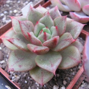 Echeveria Yamatomini