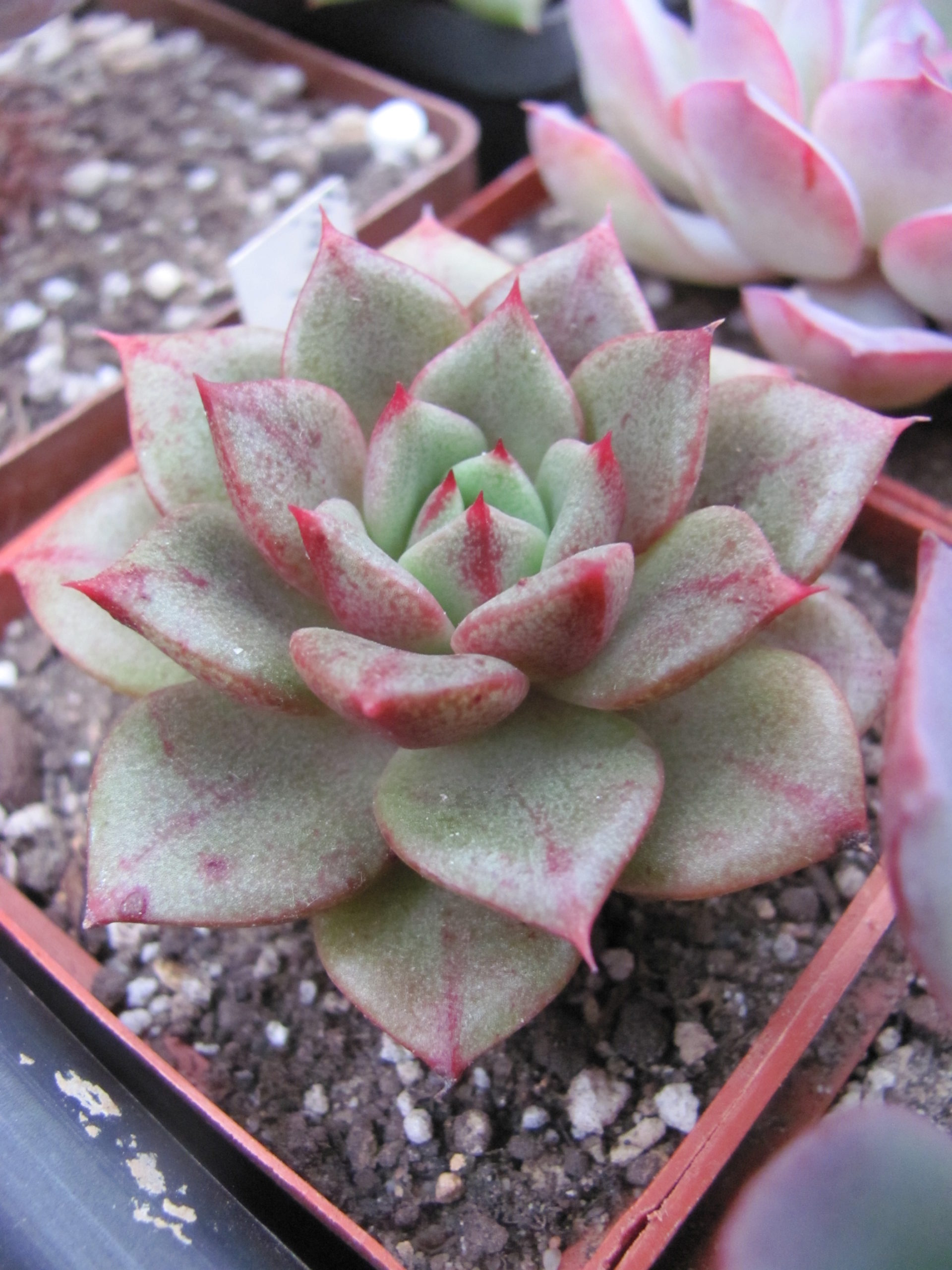 Echeveria Yamatomini