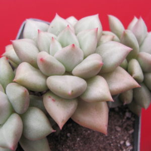 Echeveria  Van Keppel