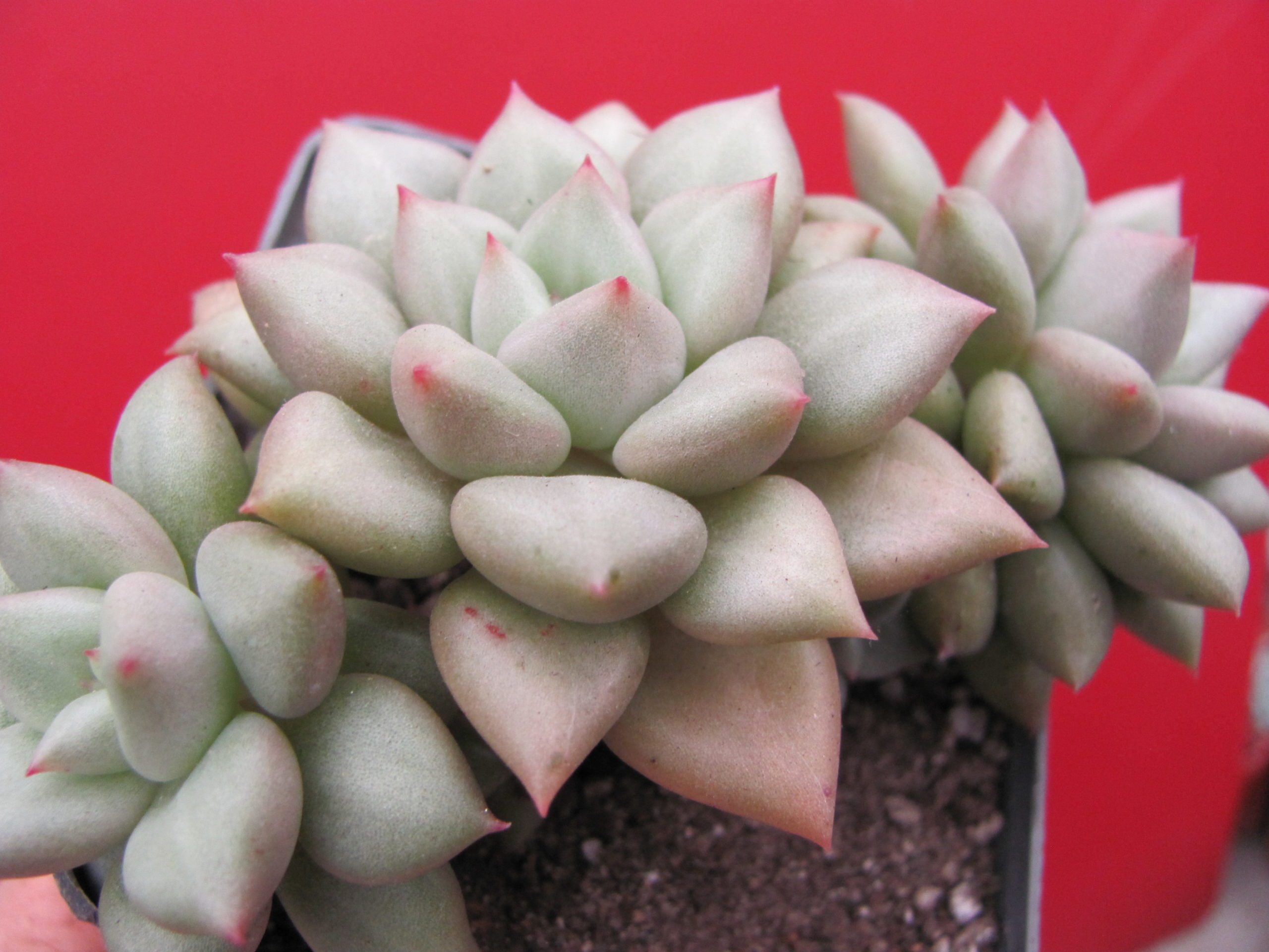Echeveria  Van Keppel