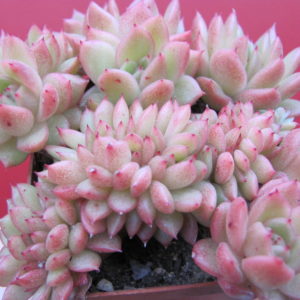 Echeveria Gilva  cristata