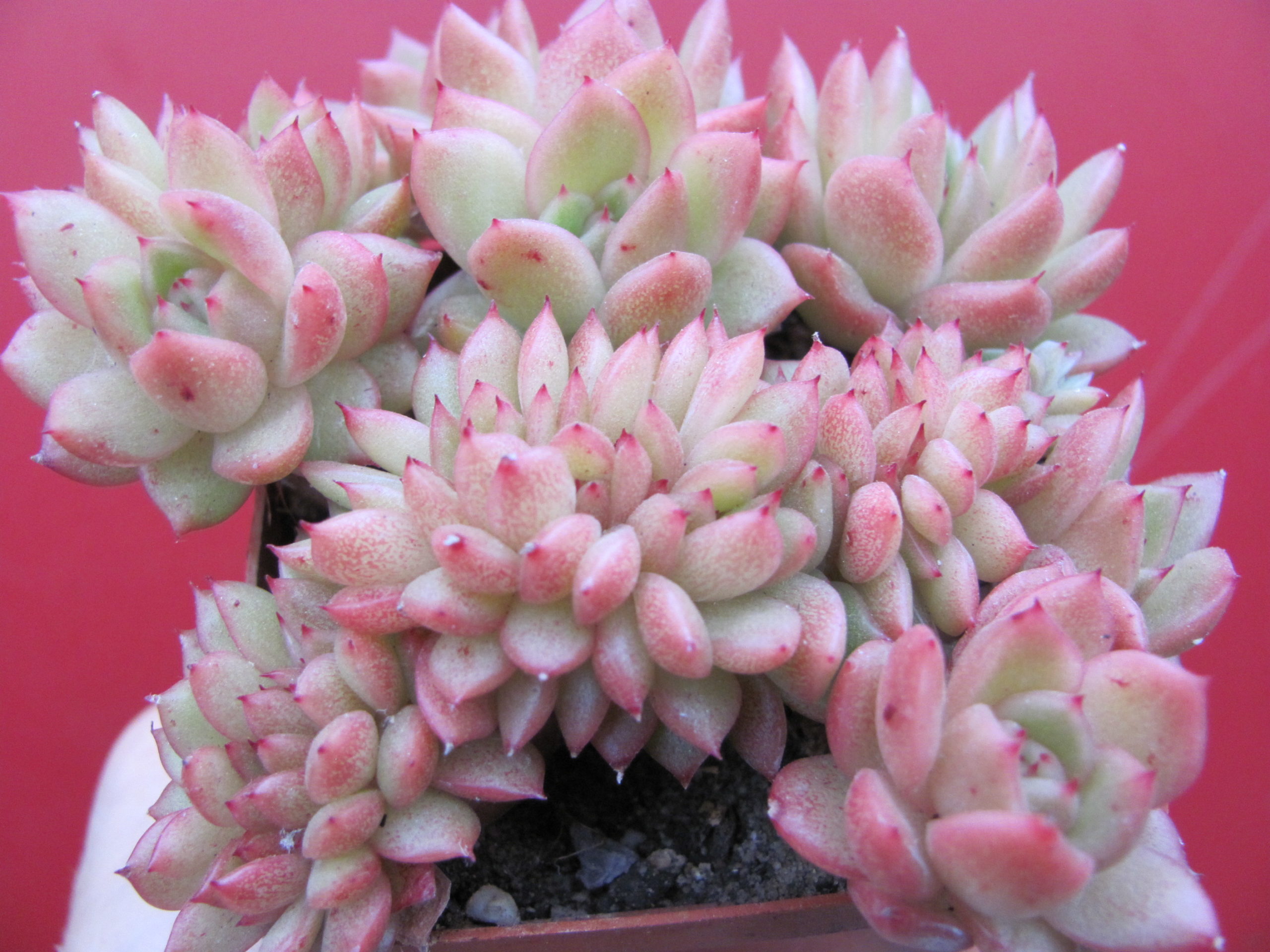 Echeveria Gilva cristata