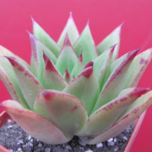 Echeveria agavoides * Lipstick*