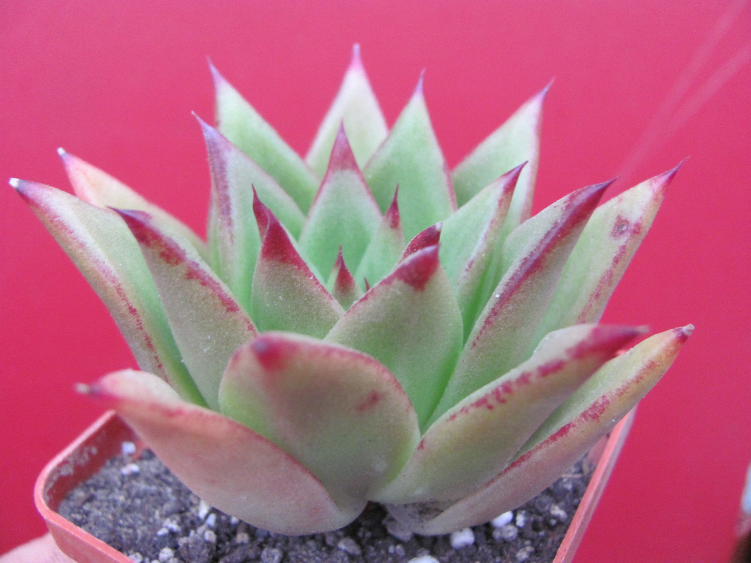 Echeveria agavoides * Lipstick*