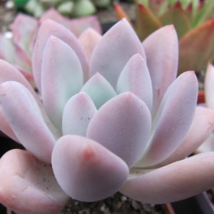 Pachyveria    Opalina
