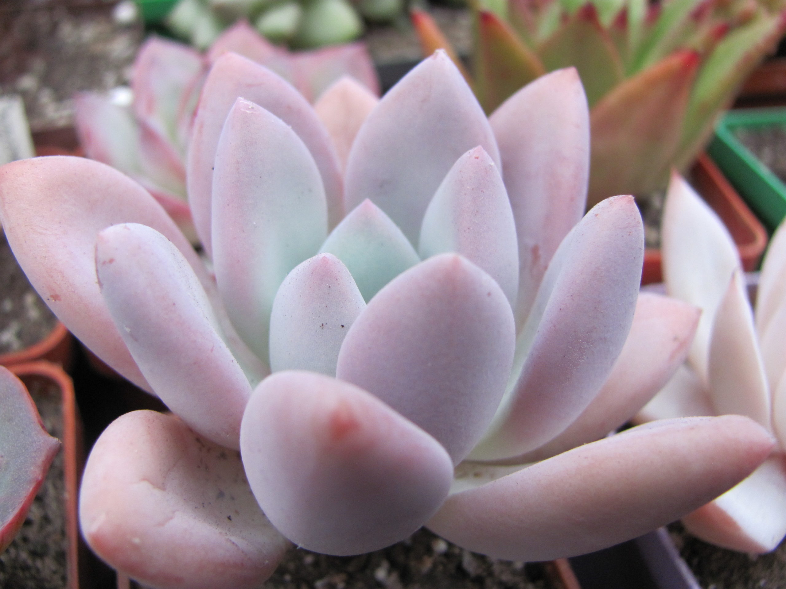 Pachyveria Opalina