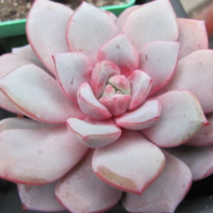 Echeveria  *Jelly Jem*  Red