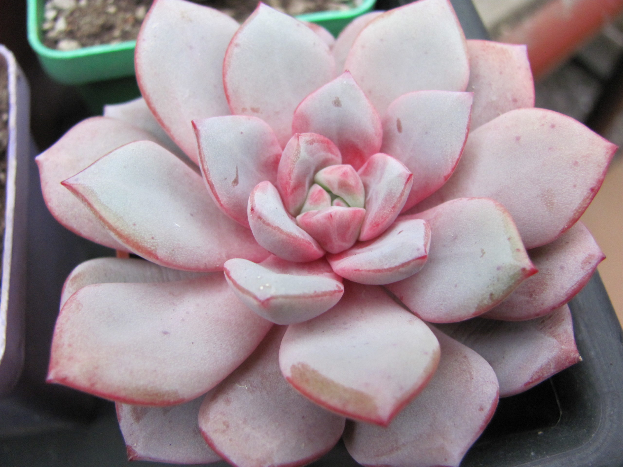 Echeveria *Jelly Jem* Red