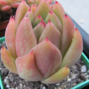 Echeveria   Frank Reinelt