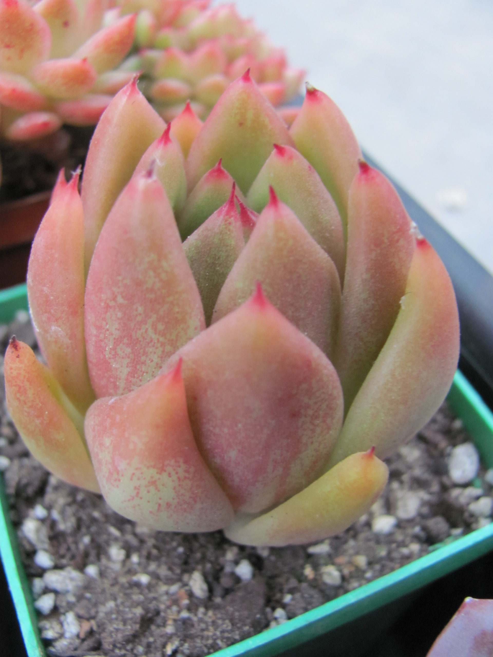 Echeveria Frank Reinelt