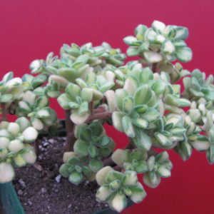 Aeonium  lindleyi variegata