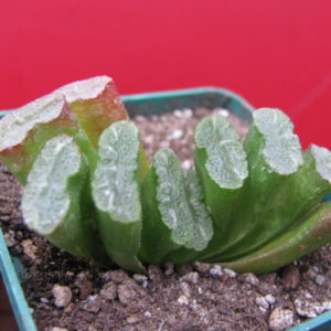 Haworthia  truncata  *Spirale*