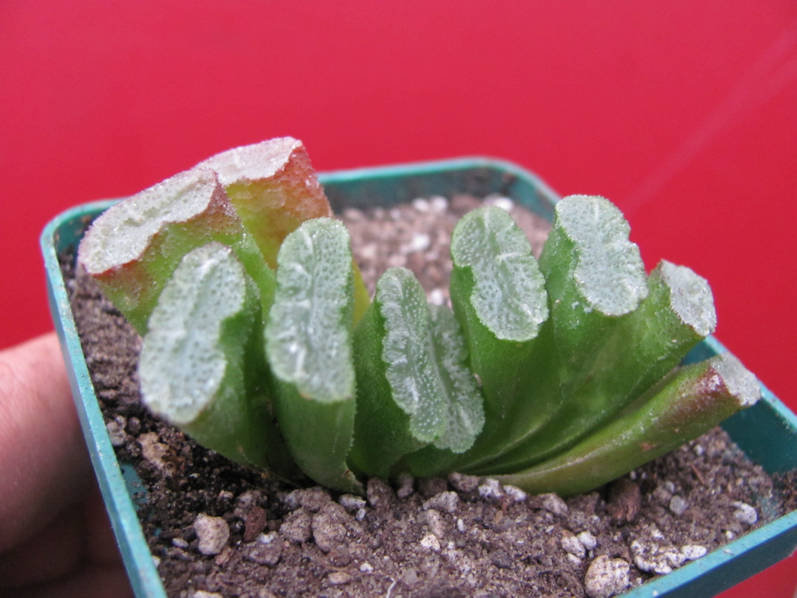 Haworthia  truncata  *Spirale*