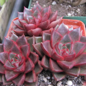 Echeveria purpusorum  Red 3 рослини разом  ( hybrid Lipskiy )