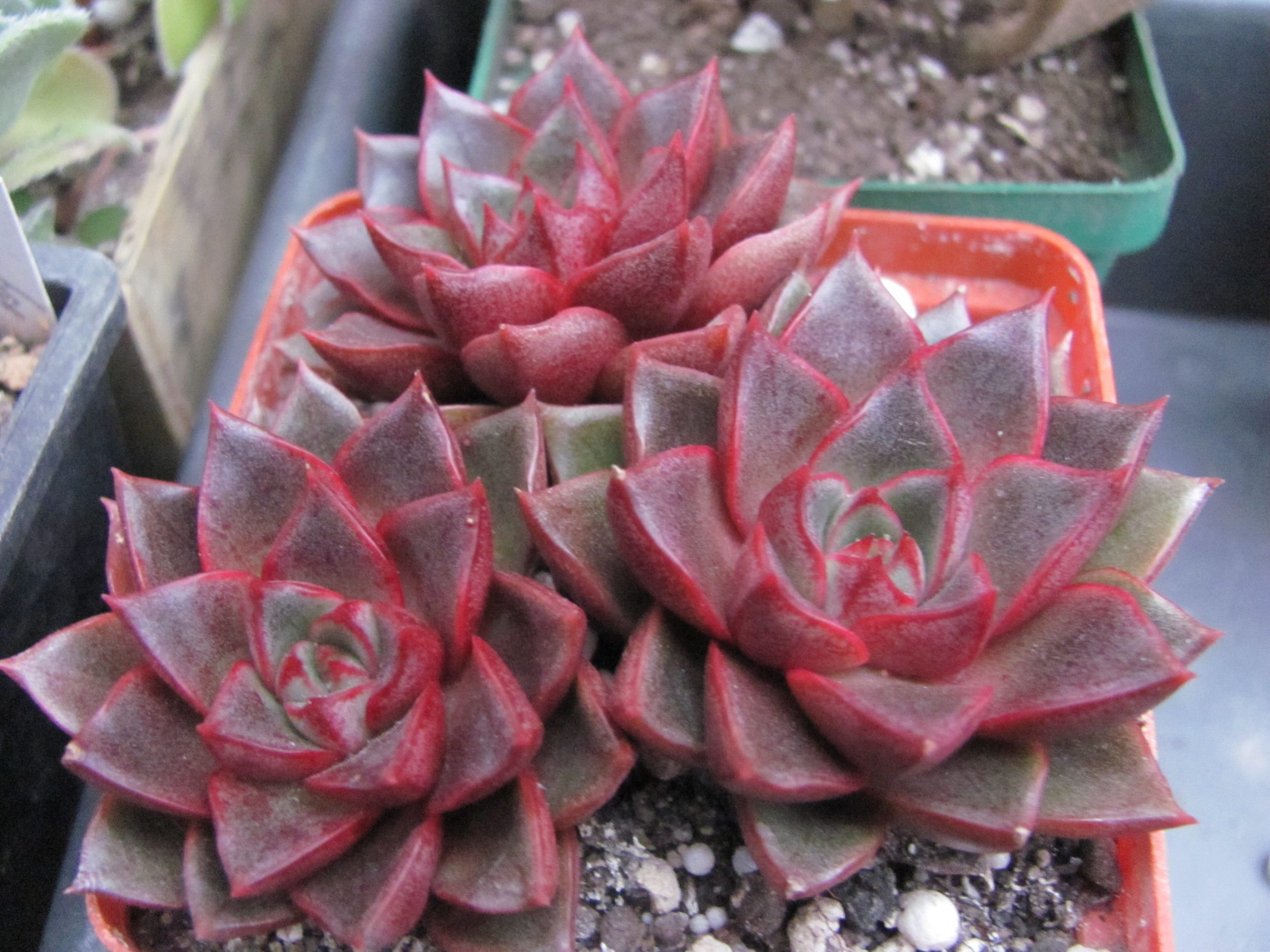 Echeveria purpusorum Red 3 рослини разом ( hybrid Lipskiy )