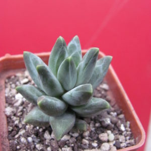 Pachyphytum compactum  *Purple Diamond*
