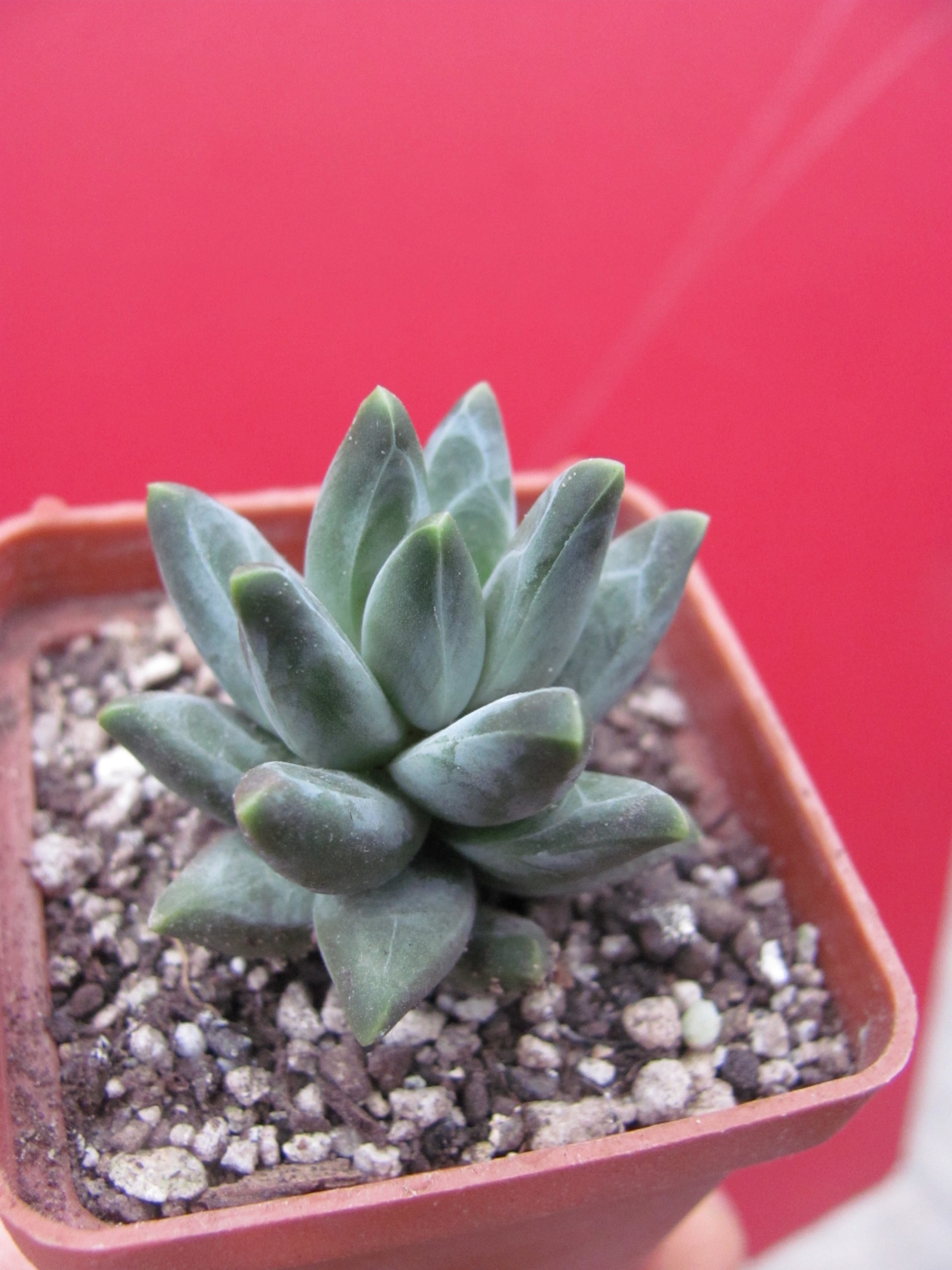 Pachyphytum compactum  *Purple Diamond*