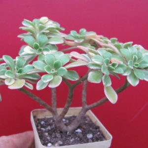 Aeonium domesticum variegata