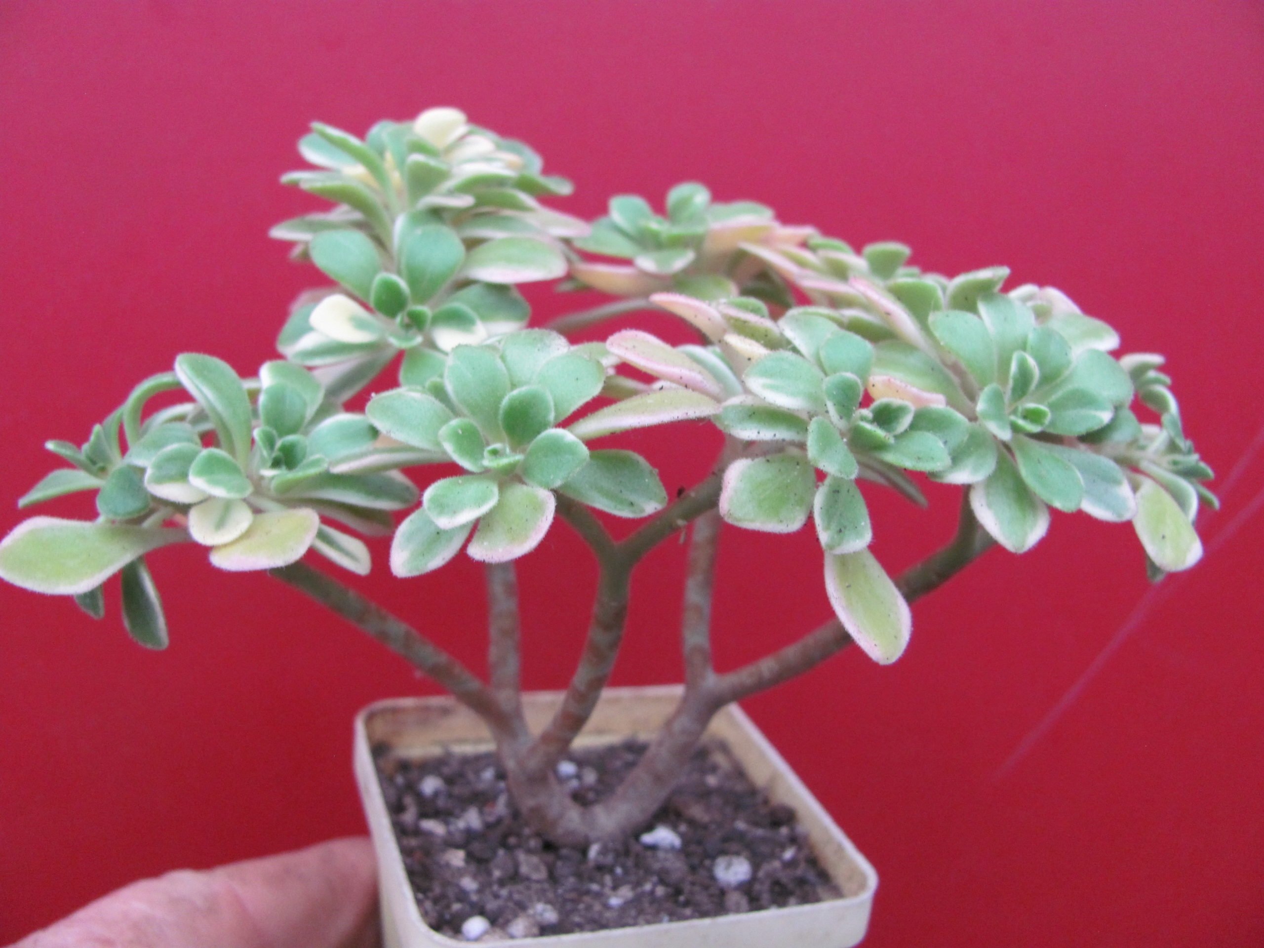 Aeonium domesticum variegata