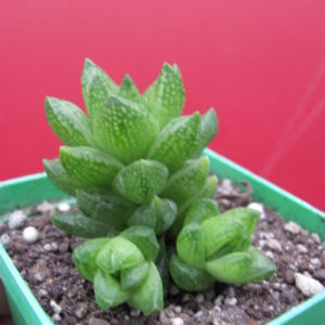 Haworthia reticulata    Dublin