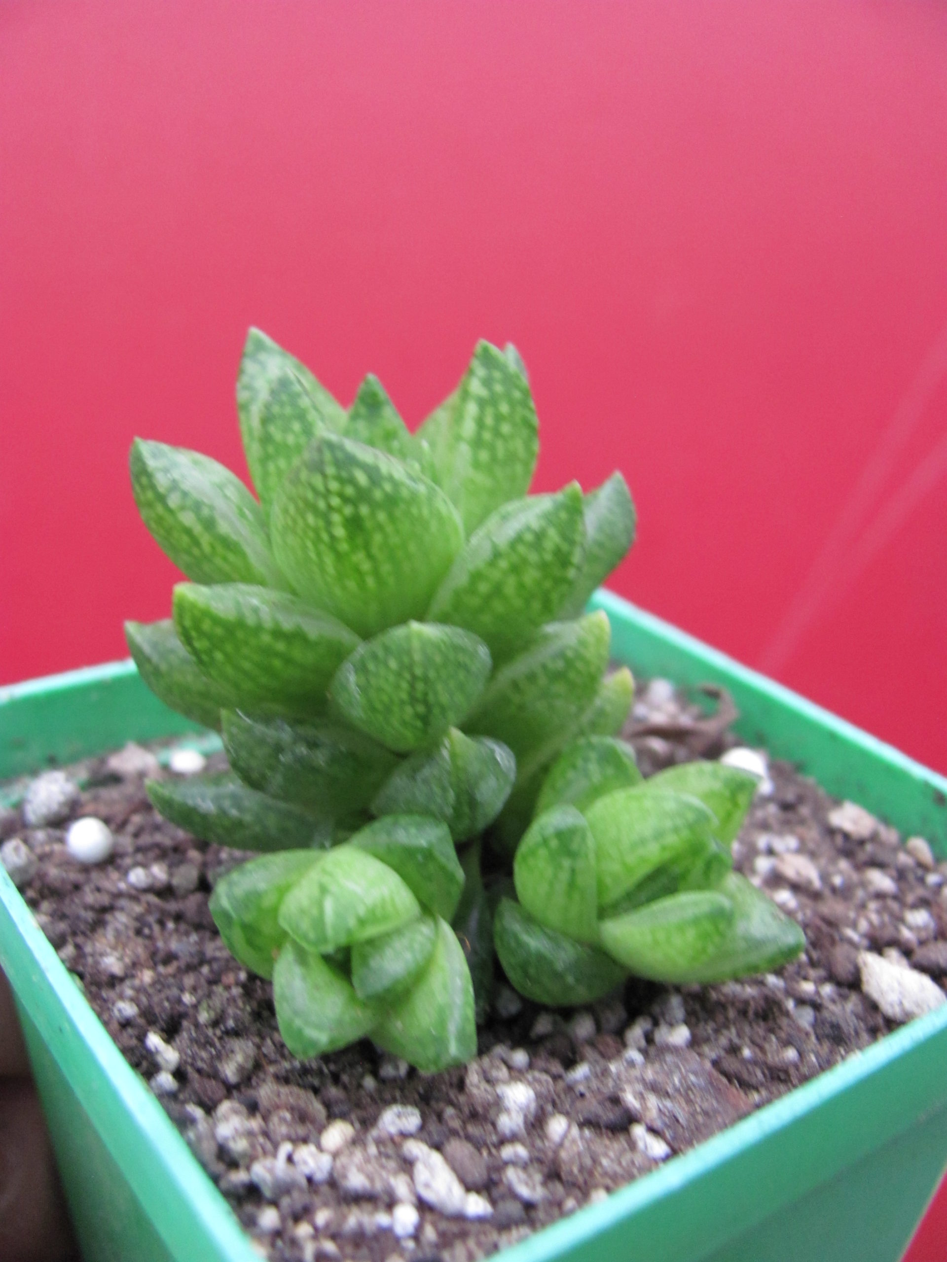 Haworthia reticulata    Dublin
