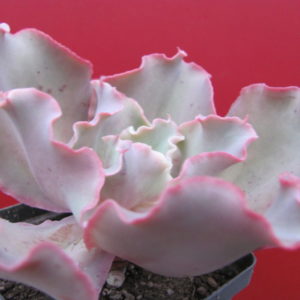 Echeveria