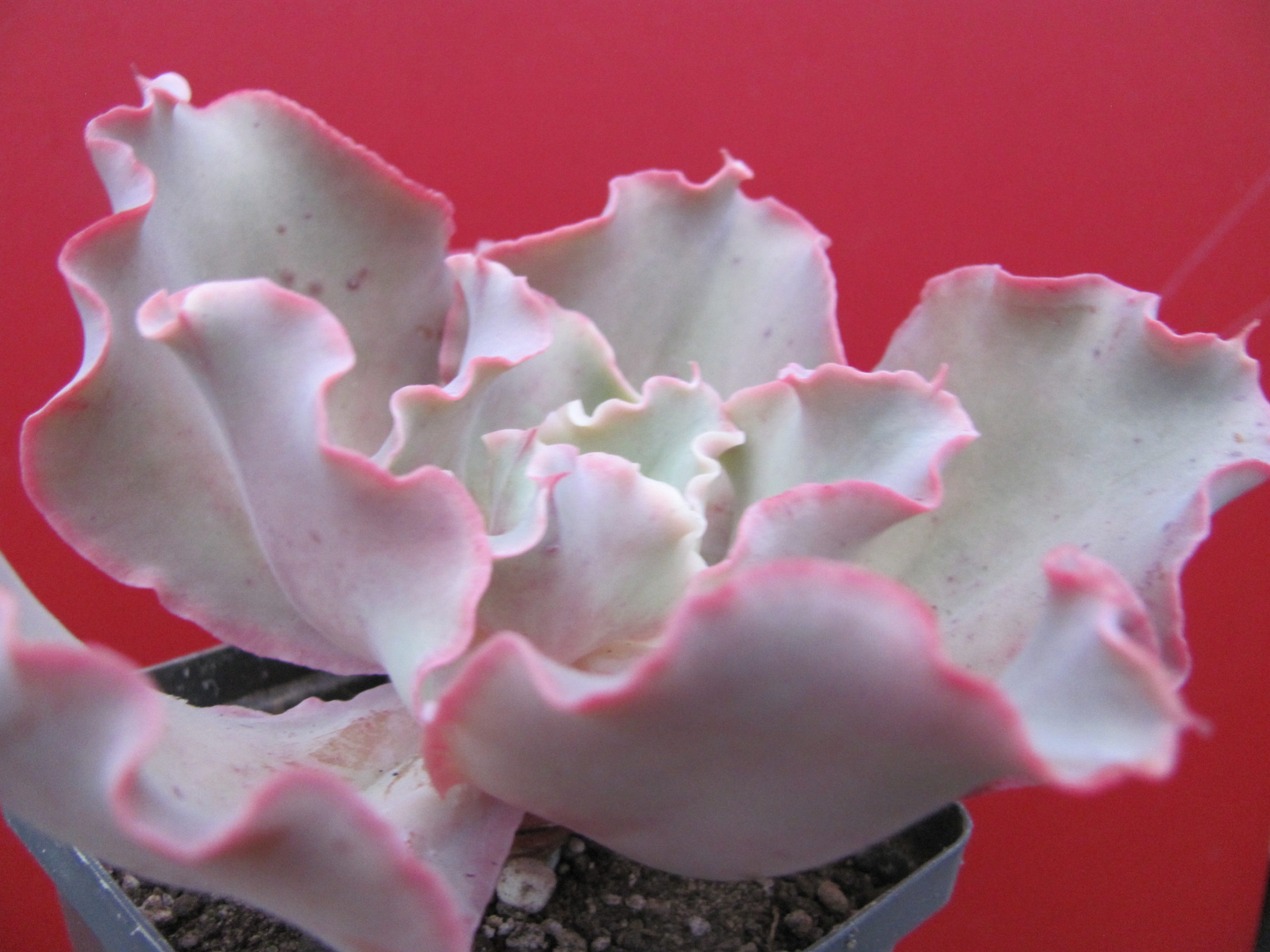 Echeveria