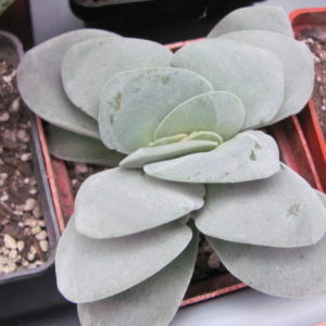 Crassula  Morgans Beauty
