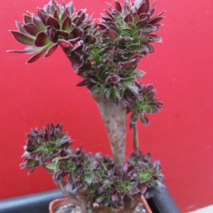 Aeonium  cristata
