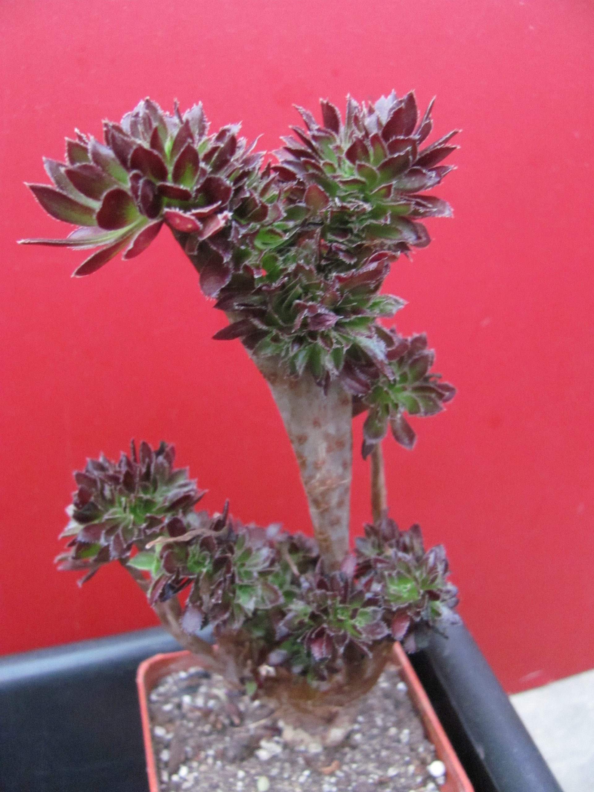 Aeonium  cristata