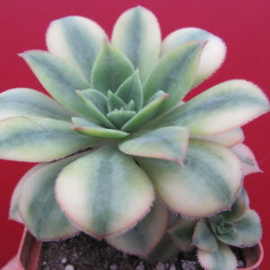 Aeonium  Florescens  variegata