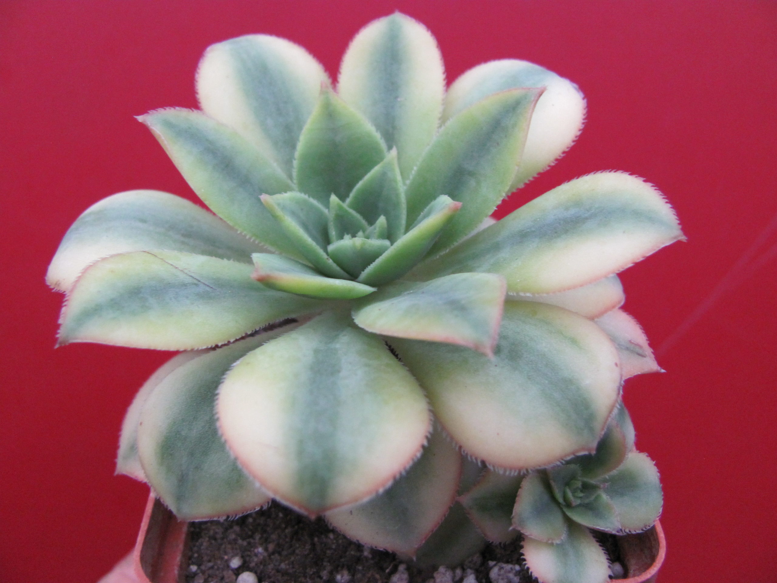 Aeonium  Florescens  variegata