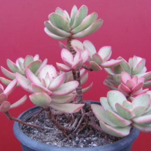 Crassula swaziensis  variegata
