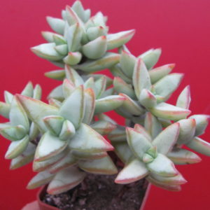 Crassula   perforata